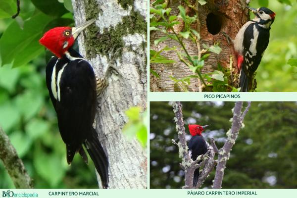 Pájaro carpintero - Especies de pájaros carpinteros