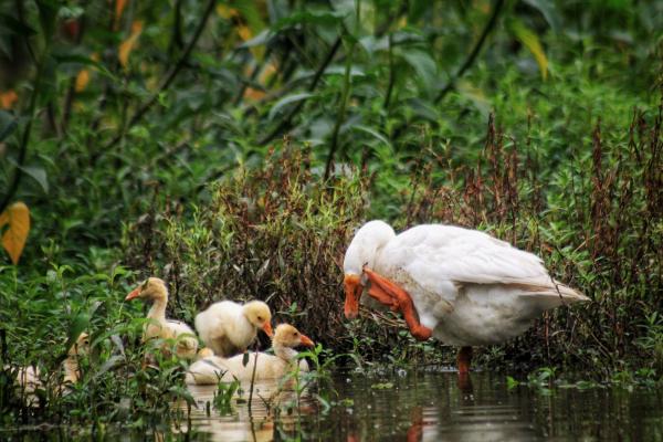 Los niveles de organización de los seres vivos - Nivel ecológico 