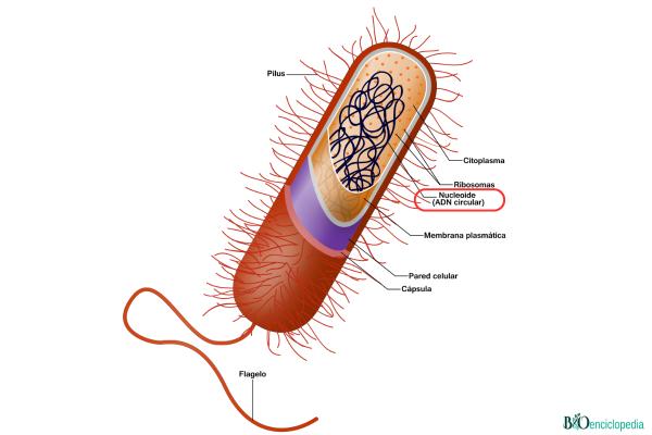 Nucleoide: qué es, características, función, estructura y diferencia ...