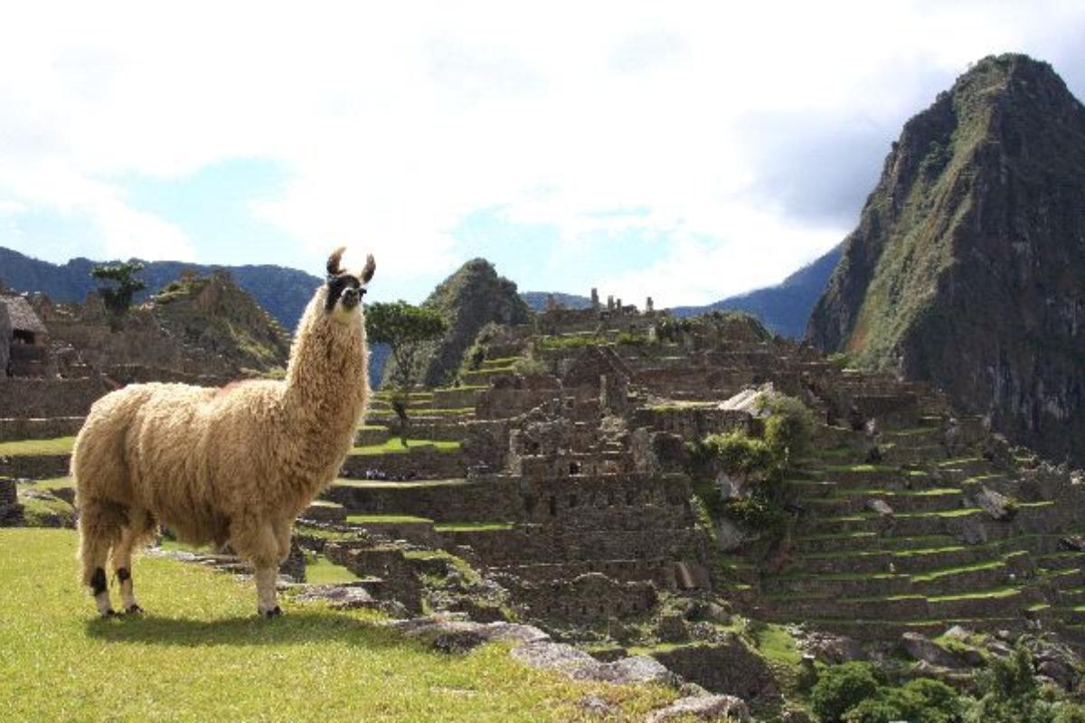 Llama Características, hábitat, alimentación y reproducción