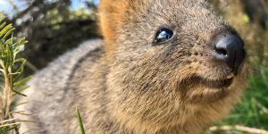 Quokka