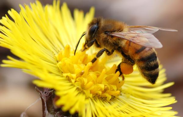 Diferencias entre abejas y avispas - Diferencias de alimentación 