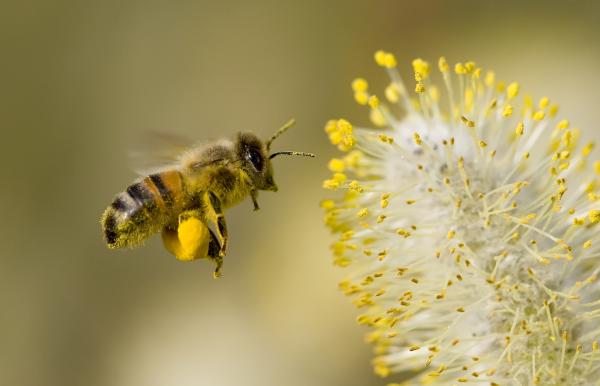 Diferencias entre abejas y avispas - Principales características de las abejas 