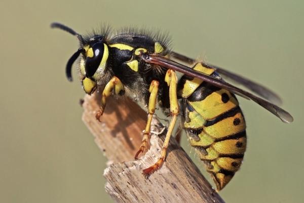 Diferencias entre abejas y avispas - Principales características de las avispas 