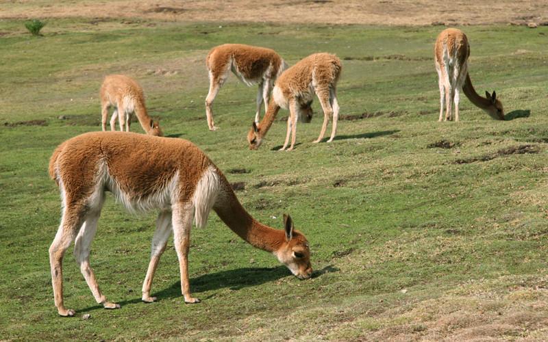 Guanaco (Lama guanicoe) - Características, hábitat, alimentación y