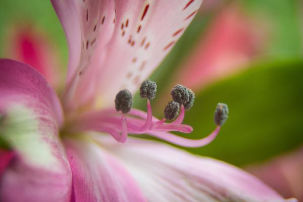 Partes de la flor y sus funciones - Estambres