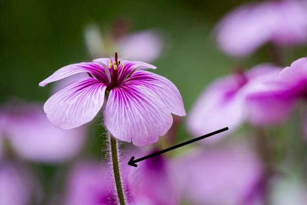 Partes de la flor y sus funciones - Pedúnculo 