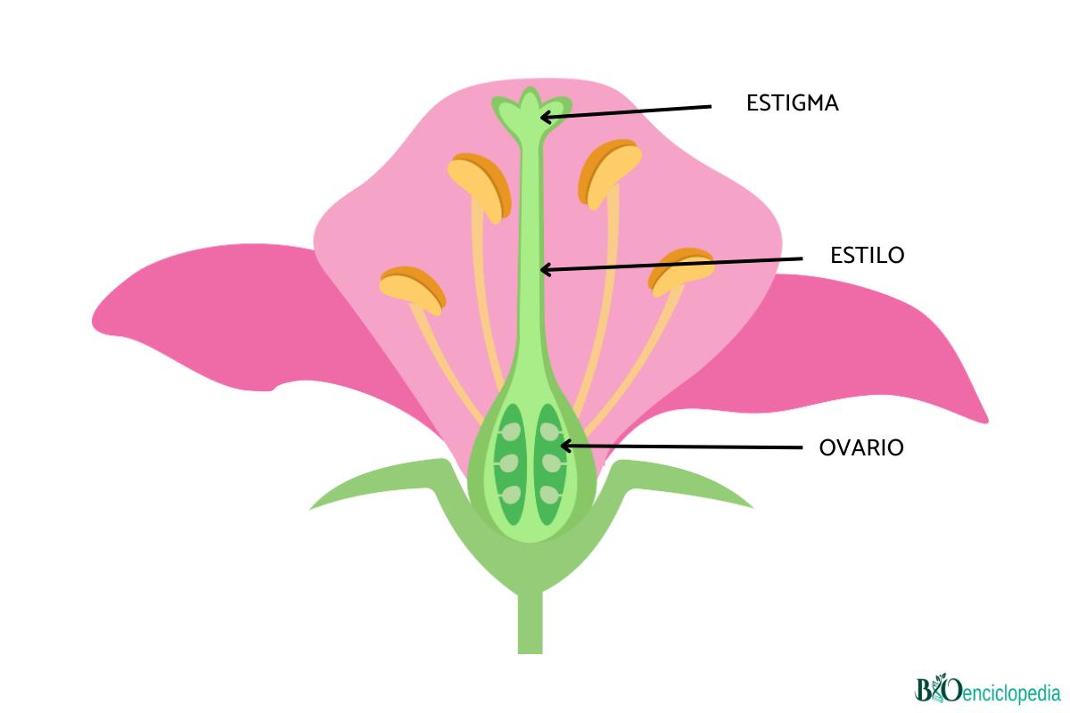 Partes de la flor y sus funciones - Resumen para estudiar