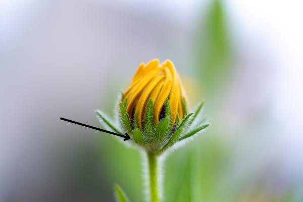 Partes de la flor y sus funciones - Sépalos