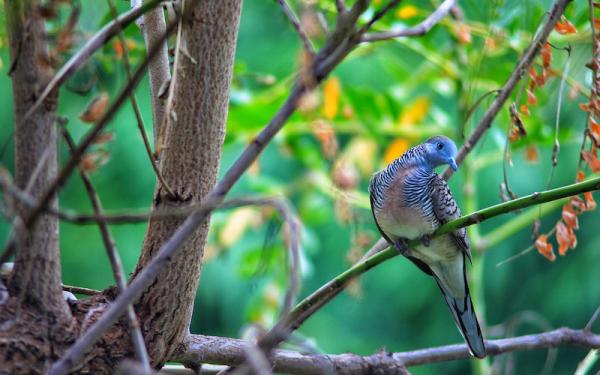 Paloma - Cómo son las palomas: descripción