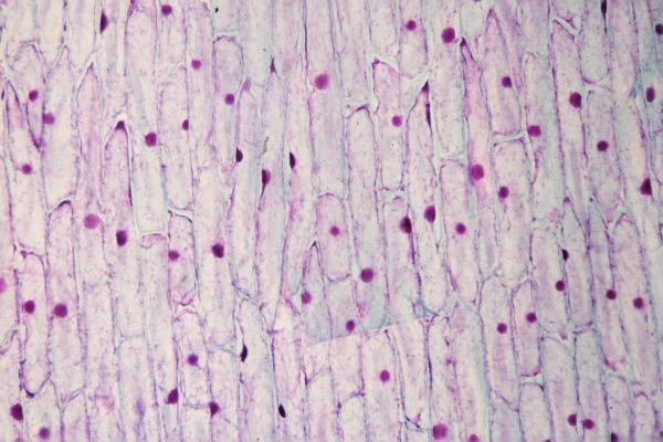 Mitocondria: qué es, función y estructura - Función de la mitocondria