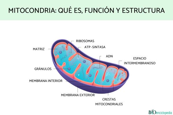 Mitocondria: qué es, función y estructura