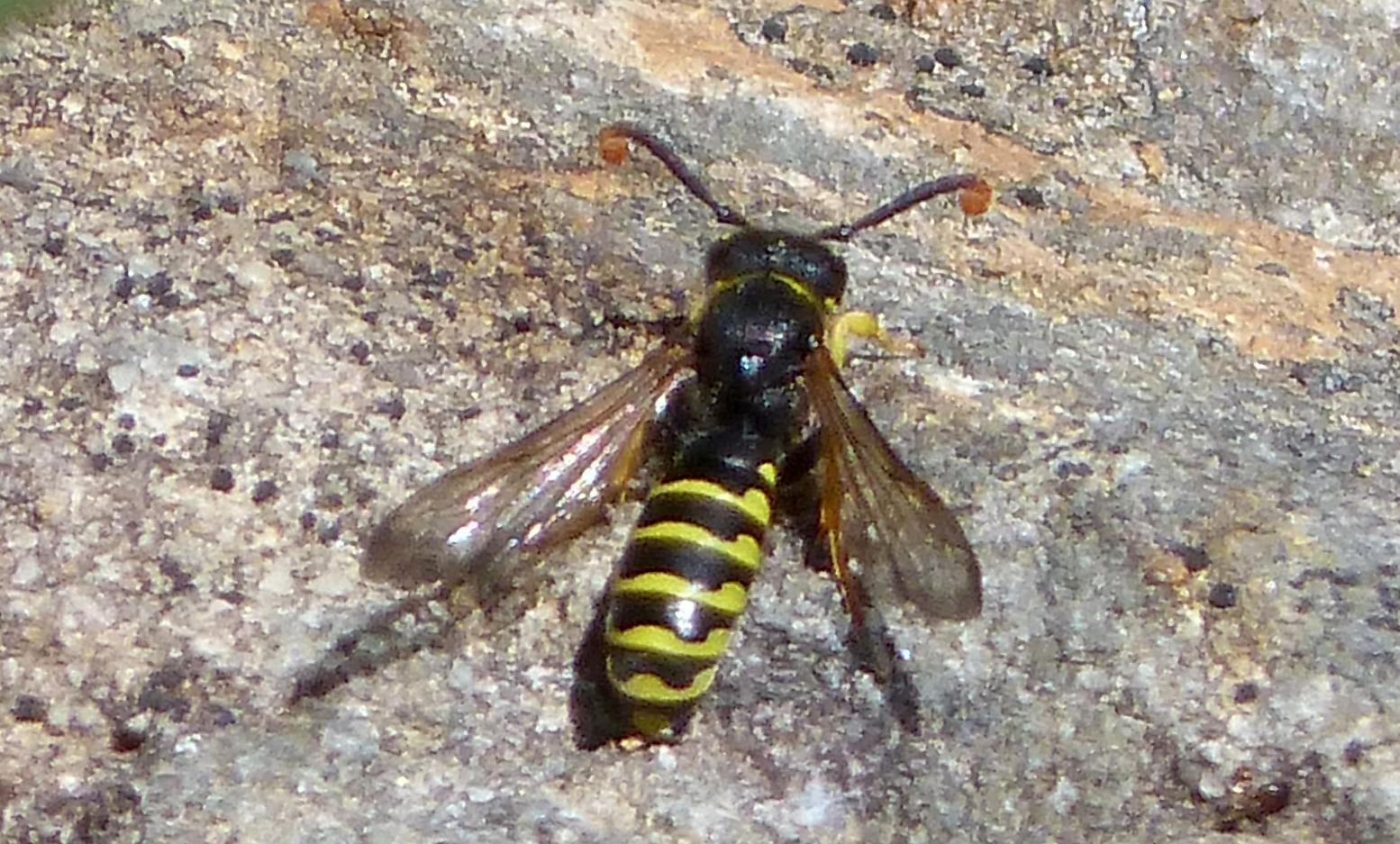 6 Tipos De Avispas Nombres Y Fotos 4559