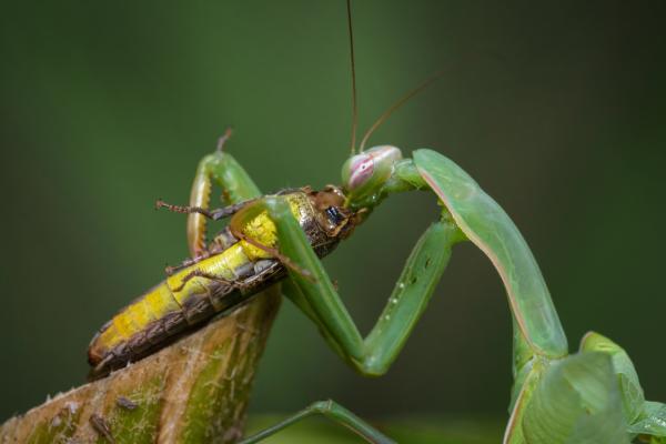 ¿Los insectos sienten dolor? - Qué es el dolor