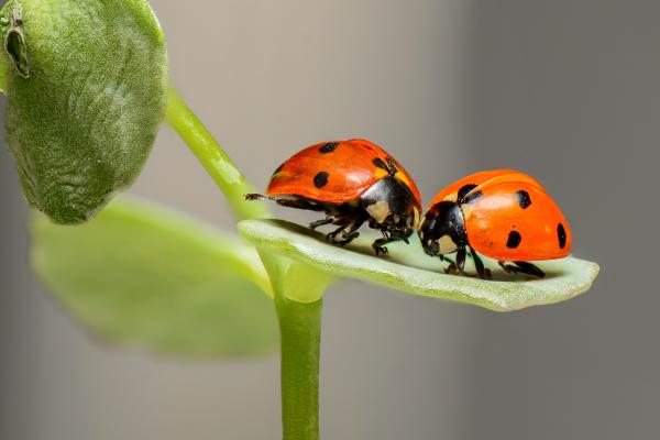 ¿Los insectos sienten dolor? - ¿Sienten dolor los insectos?