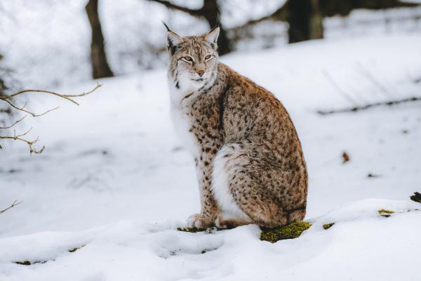 Lince boreal o Lynx lynx