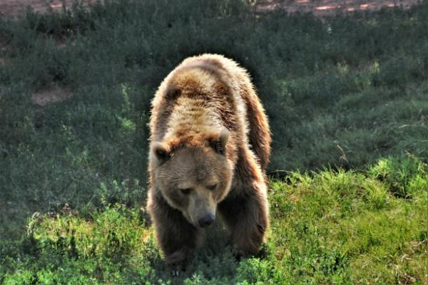 Los 10 animales con la mordida más poderosa - Oso gizzly