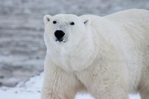 Los 10 animales con la mordida más poderosa - Oso polar