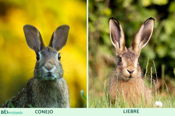 Diferencia entre conejo y liebre - Orejas