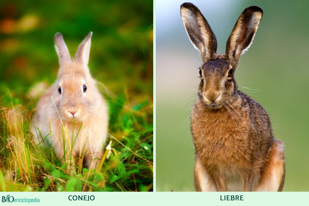 Diferencia Entre Conejo Y Liebre - Características Diferenciales Y Fotos