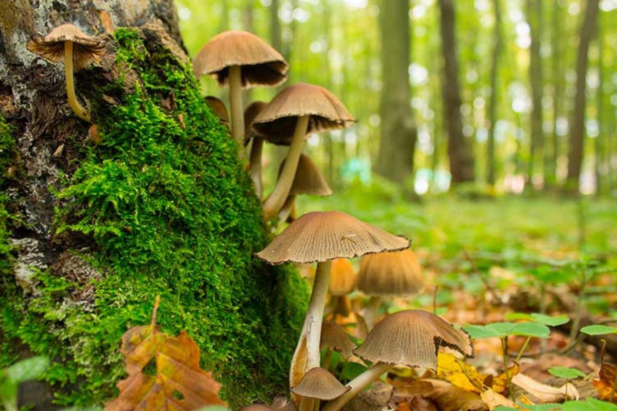 Imagens Do Reino Fungi - FDPLEARN