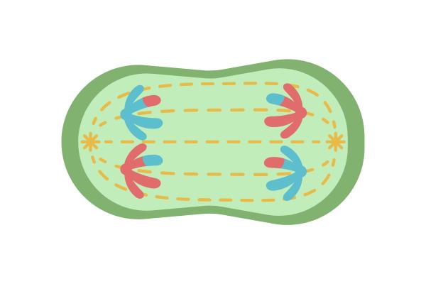 Meiosis: qué es y fases - Anafase I