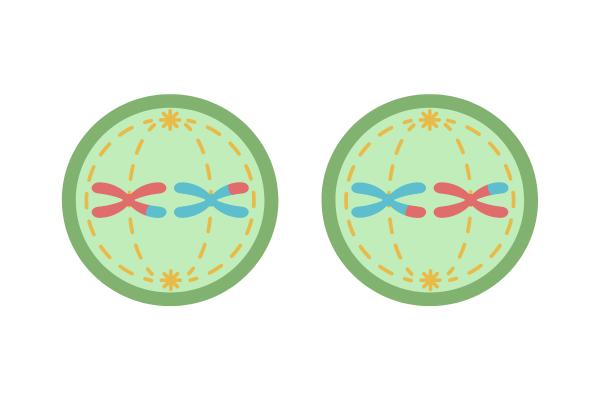 Meiosis: qué es y fases - Metafase II