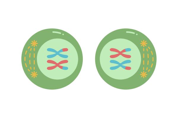 Meiosis: qué es y fases - Profase II