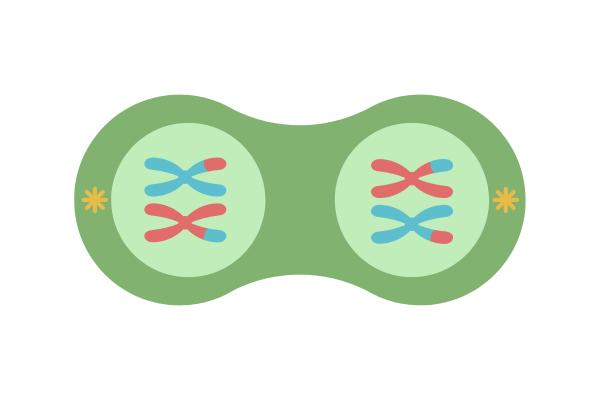 Meiosis: qué es y fases - Telofase I 