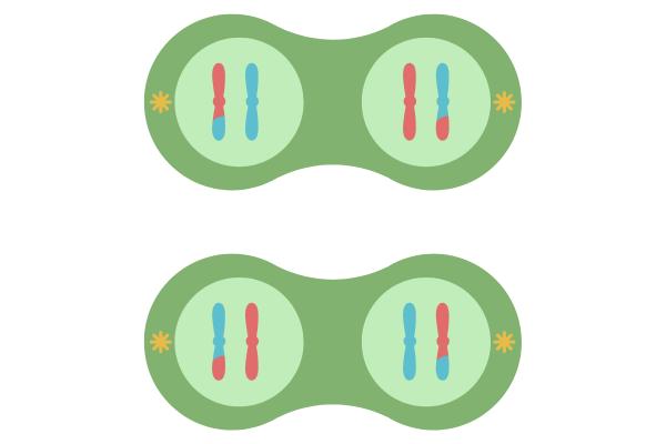 Meiosis: qué es y fases - Telofase II 