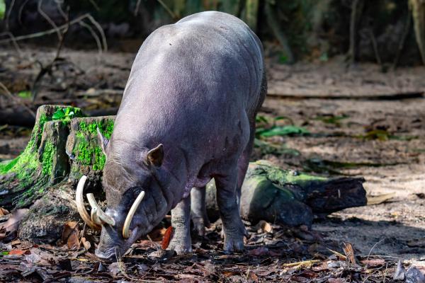 Babirusa - Alimentación del babirusa 