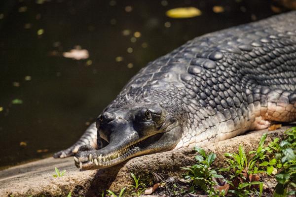 Gavial - Comportamiento de los gaviales