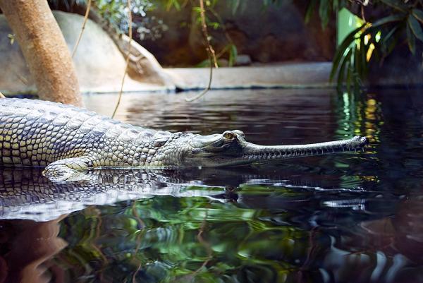 Gavial - Taxonomía y características del gavial