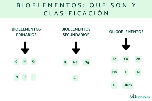 Bioelementos: qué son y clasificación