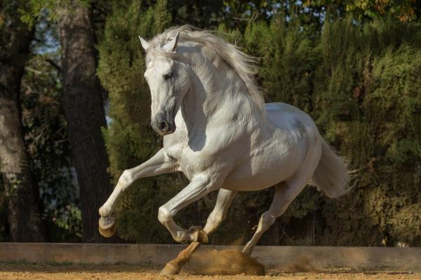 Tipos de caballos - Caballo andaluz