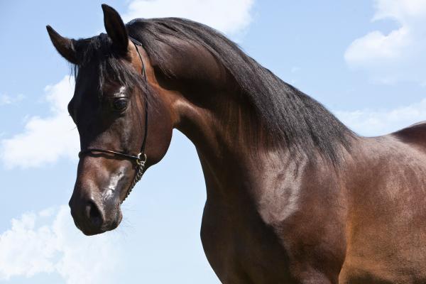 Tipos de caballos - Caballo árabe