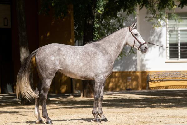 Tipos de caballos - Caballo Hispano-Árabe