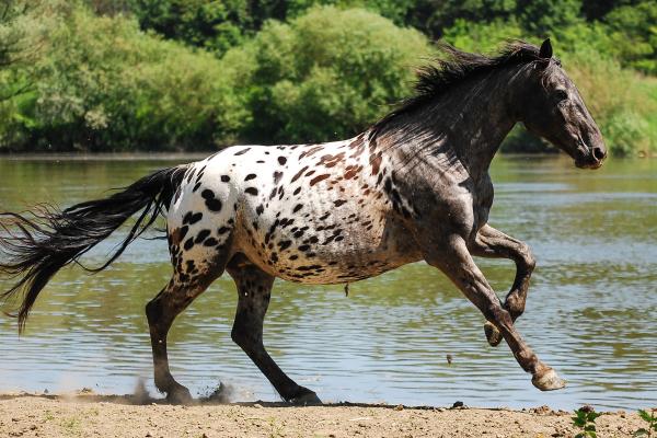 Tipos de caballos - Caballos appaloosa