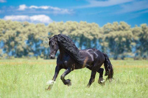 Tipos de caballos - Caballos de raza frisón