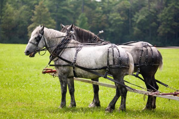 Tipos de caballos - Caballos percherones