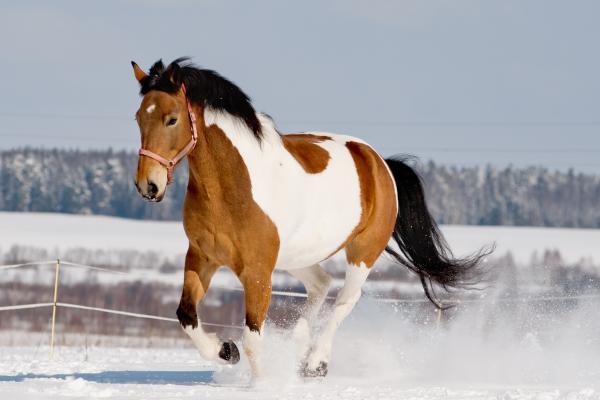 Tipos de caballos - Caballos pintos