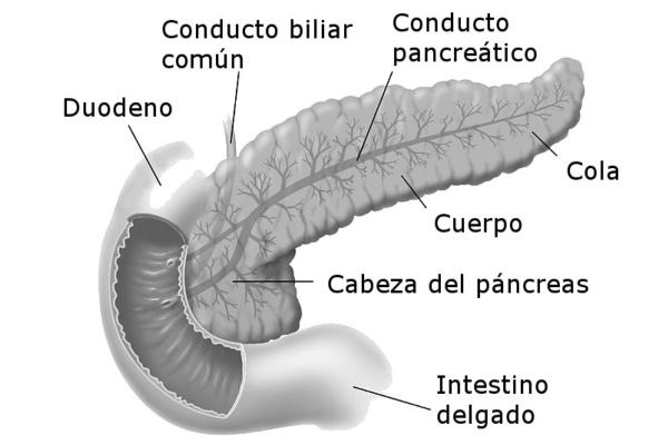 Páncreas humano: anatomía y funciones - Anatomía del páncreas humano