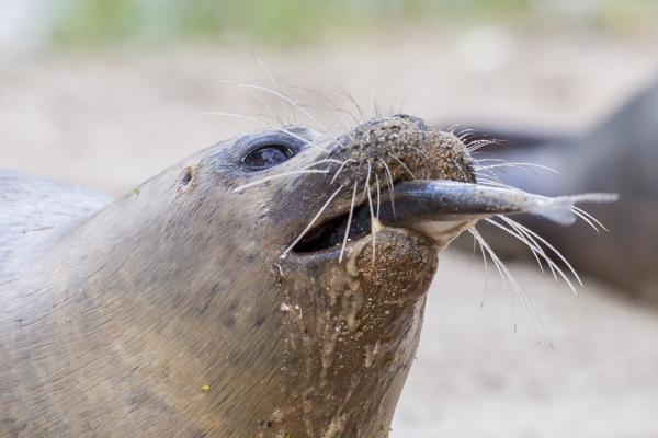 Diferencia entre foca, león marino y morsa - Alimentación