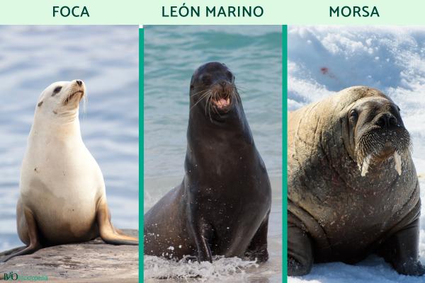 Diferencia entre foca, león marino y morsa - Características físicas