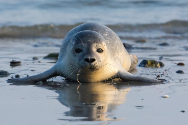 Diferencia entre foca, león marino y morsa - Taxonomía