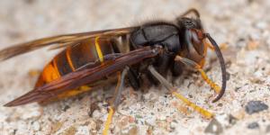 Avispa asiática