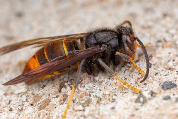 Avispa asiática