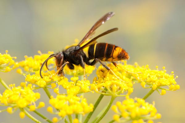 Avispa asiática - Características de la avispa asiática
