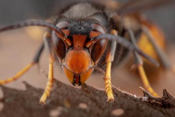 Avispa asiática - Comportamiento de la avispa asiática