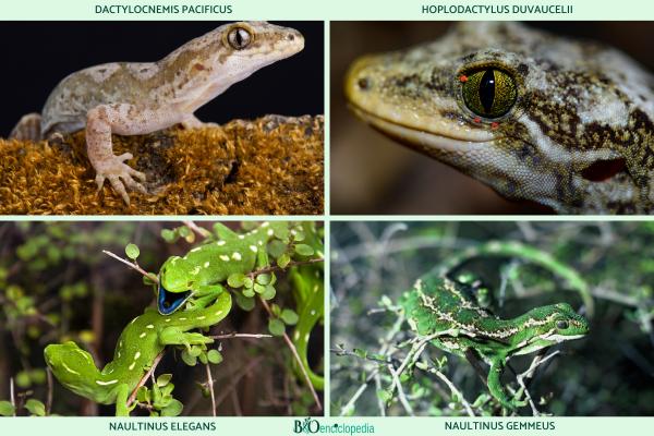 Tipos de geckos - Familia Diplodactylidae 